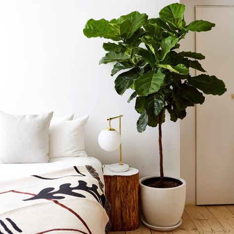 Fig Tree Plant, Fiddle Leaf Fig Care, Fig Plant, Ficus Lyrata, Fiddle Leaf Fig Tree, Best Indoor Plants, Bedroom Plants, Fiddle Leaf, Fiddle Leaf Fig