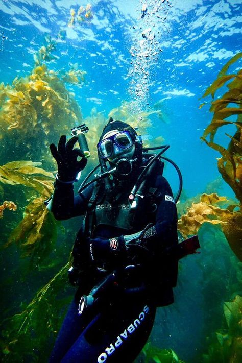 How to Scuba Dive Catalina Island | Scuba Diving Hawaii Scuba Diving Aesthetic, Catalina Island Scuba Diving, Scuba Diving Photography Underwater, Scooba Diving Aesthetic, Scuba Aesthetic, Scooba Diving, Under Water Diving, Scuba Diving Aesthetic, Diving Aesthetic