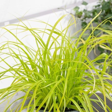 Buy evergreen - Evergreen / deciduous: Evergreen, Special features: Suitable for containers - Delivery by Crocus Driveway Borders, Carex Oshimensis, Grass Bed, Evergreens For Shade, Planting Palette, Plants For Sun, Nursery Plants, Business And Management, Interesting Plants