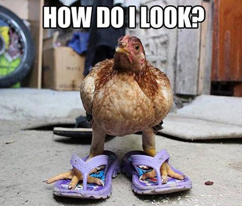 Flippers for feet Funny Chicken Memes, Fancy Chickens, Funny Animal Photos, Dump A Day, Chicken Humor, Photo Caption, Purple Shoes, A Chicken, Picture Captions