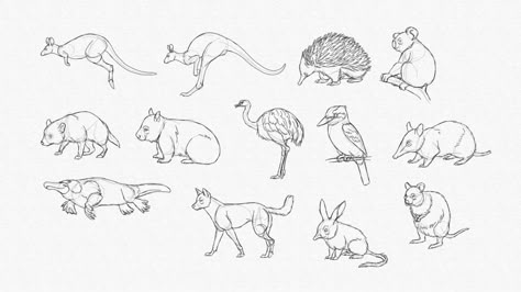 How to Draw Australian Animals How To Draw Australian Animals, Drawing Australian Animals, Australian Tattoo Ideas Men, Australian Inspired Tattoos, Australian Animal Tattoo, Australian Tattoo Ideas, Wombat Tattoo, Travelling Tattoos, How To Draw Better