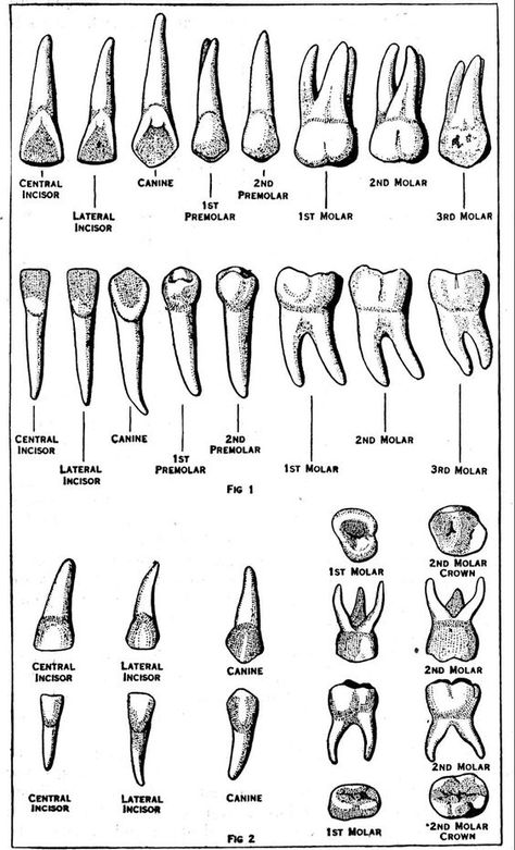 Study Notes Printable, Registered Dental Assistant, Dental Assistant School, Dental Hygienist School, Dental Assistant Study, Teeth Anatomy, Dental Hygiene Student, Medical Drawings, Dental Extraction