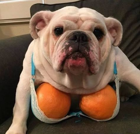 Bulldog Meme, Funny Bulldog Pictures, English Bulldog Funny, Funny Bulldog, Cute Bulldog Puppies, Bulldog Pics, French Bulldog Funny, Cute Dogs Images, Bulldog Funny