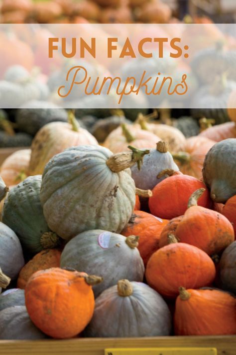 Learn a few fun facts about pumpkins! Pumpkin Facts, Farm Facts, Fall Fruit, Carving Pumpkins, Fun Pumpkins, Fall Fruits, In The Fall, Favorite Drinks, Facts About