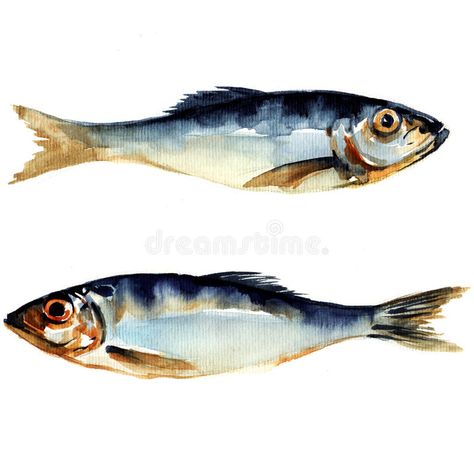 Herring fish. watercolor painting. On white background , #AD, #watercolor, #fish, #Herring, #background, #white #ad Fish Watercolor Painting, Herring Fish, Fish Sketch, Fish Watercolor, Fish Artwork, Jellyfish Art, Watercolor Fish, Fish Illustration, Watercolor Projects