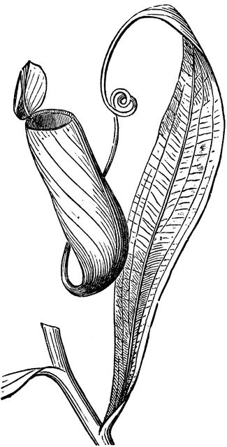 Pitcher Plant Drawing, Nepenthes Pitcher Plant, Plant Tattoo, Pitcher Plant, Plant Drawing, Carnivorous Plants, All About Plants, Tattoo Design, To Draw