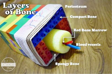 Skeletal System Project, Red Bone Marrow, Human Body Unit Study, Bone Model, Human Body Projects, The Skeletal System, Human Body Science, Human Body Activities, Human Body Unit