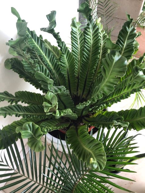 Rare,breathtaking fern. Also called Lasagna fern because of the ruffled edges. Asplenium Nidus, Indoor Plant, Fern, Indoor Plants, House Plants, Plant Leaves, Loft, Plants