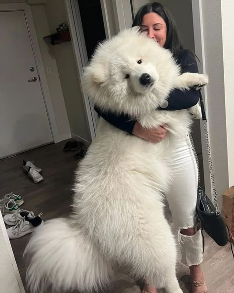 Big Fluffy Dogs, Big Dog Breeds, Samoyed Puppy, Samoyed Dog, Dream Pet, Samoyed Dogs, Dog Quotes Funny, Very Cute Dogs, Cute Animals Puppies