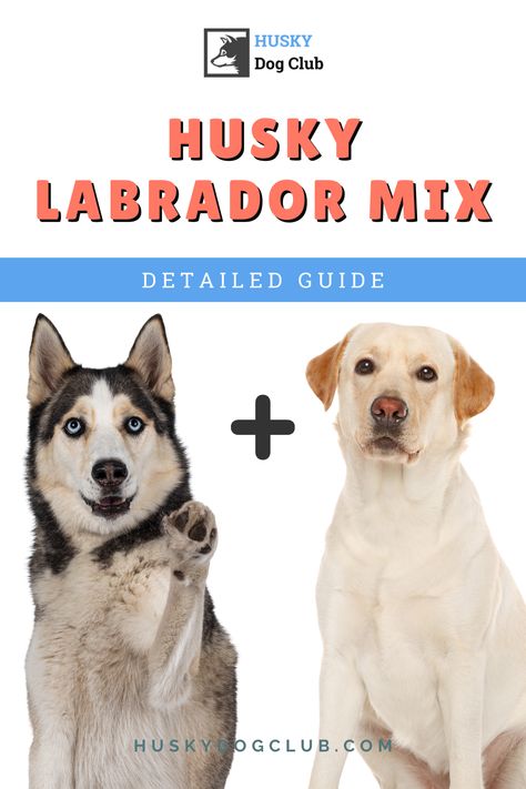 Known as a Labsky, this husky labrador mix combines the gentle, family-oriented nature of a Labrador with the energetic, playful disposition of a Husky. This beautiful blend makes for an adventurous, affectionate, and versatile family pet. Intrigued? Our blog post is loaded with insights about Labskies—their temperament, care tips, and why they might just be the perfect addition to your family! Check it out to learn more about this pawsome cross-breed! #Labsky #HuskyLabradorMix #Husky101 Labsky Dog, Husky Lab Mix Puppy, All White Husky, Husky Mix Breeds, White Labrador, Husky Cross, White Husky, Labrador Mix, Shepherd Mix Dog