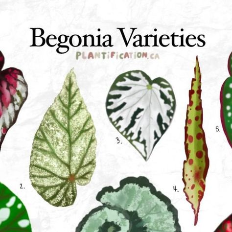 Begonia Varieties, Summer Plants, Plant Identification, Pretty Patterns, Halle, Link In Bio, High Resolution, Resolution, I Love