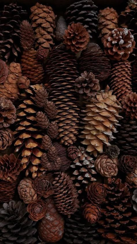 #brown #pinecones Dark Autumn Background, Deep Brown Aesthetic Wallpaper, Dark Fall Phone Wallpaper, Flannel Aesthetic Wallpaper, Dark Brown Christmas Aesthetic, Moody Fall Wallpaper, Fall Country Backgrounds, Dark Achadamia, Dark Woodland Aesthetic