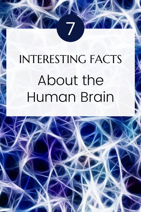 7 Interesting facts about the Human Brain. Brain Structure Anatomy, Facts About The Brain, Human Brain Facts, Brain Models, Facts About Humans, Brain Facts, The Human Brain, Daily Facts, Learning Techniques