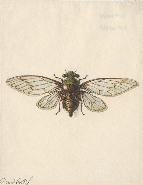 cute lil bug tattoo Cicada Tattoo, Science Prints, Living Organisms, Natural Science, Dark Paradise, Antique Illustration, Insect Art, Scientific Illustration, Nature Illustration