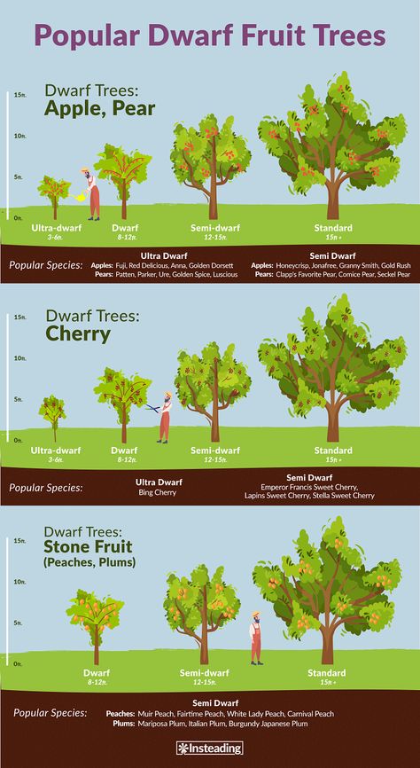 Self Sufficient Living, Fruit Tree Pruning, Fruit Trees Backyard, Fruit Tree Garden, Nut Trees, Pruning Fruit Trees, Fruit Bushes, Growing Fruit Trees, Tree Pruning