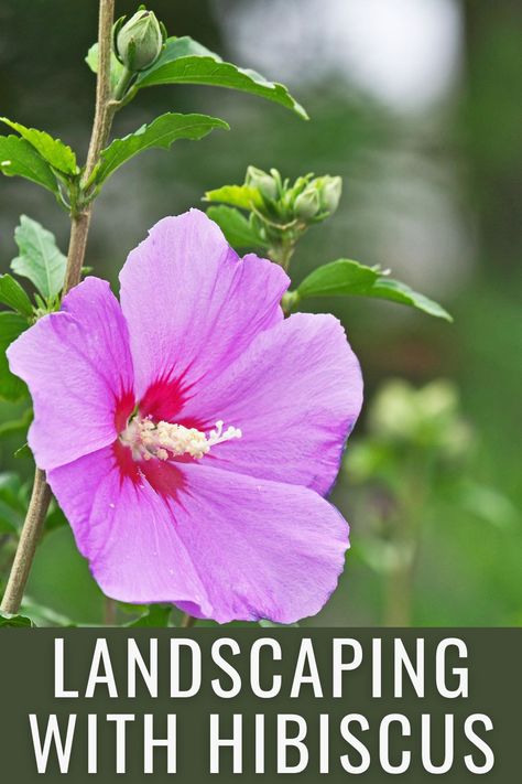 Hibiscus Front Yard Landscaping, Hibiscus Flower Bed Ideas, Hibiscus In Landscaping, Hibiscus Garden Landscaping Front Yards, Hibiscus Landscape Ideas, Hibiscus Flower Landscaping Ideas, Hardy Hibiscus Landscaping, Hibiscus Plant Landscape, Tropical Flowering Trees