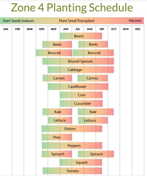 For those of us way up north heres the zone 4 schedule for starting seeds indoors #diy #gardening #garden #home Planting Schedule, Garden Prepping, When To Plant Vegetables, Starting Seeds, Gardening Zones, Vegetable Garden Planning, Starting Seeds Indoors, Homestead Gardens, Vegetable Garden Diy