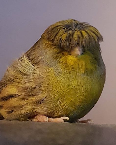 Meet Barry The Canary, The Bird With A Bowl Feathercut, Who Won Over The Internet's Hearts With His Looks Funny Bird Pictures, Bird Carrier, Feather Cut, Canary Birds, Selective Breeding, Exotic Bird, Funny Birds, Bowl Cut, The Fringe