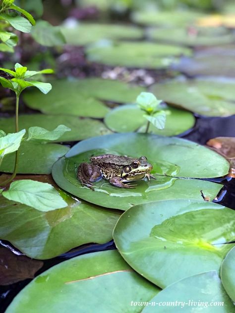 Frog Pond Aesthetic, Pond Reference, Frog In Pond, Frog In A Pond, Frogs On Lily Pads, Pond Natural, Pond Pictures, Water In Nature, Frog Lily Pad