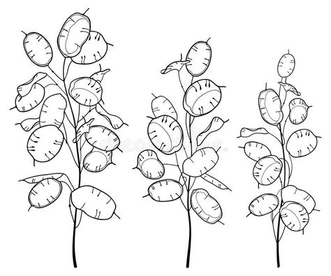 Vector set of outline Lunaria or Honesty or moonwort dried flower bunch in black isolated on white background. Stem of ornate contour Money plant for summer vector illustration Plant Sketches, Pen And Wash, Flower Bunch, Doodle Tattoo, Plant Tattoo, Embroidery Sampler, Abstract Watercolor Art, Leaf Drawing, Plant Drawing