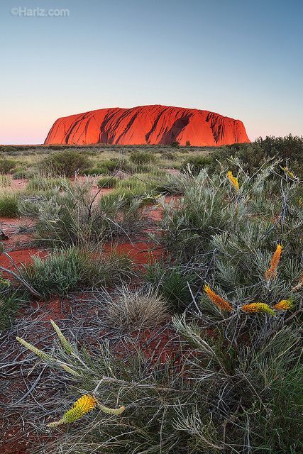 Sunset on Uluru (Ayers Rock) with the foreground of Desert Grevillea or Honeysuckle Spider Flower (Grevillea juncifolia), Uluru-Kata Tjuta National Park, NT, Australia. Ayers Rock Australia, Great Barrier Reef Australia, Ayers Rock, Outback Australia, Travel Buddy, Africa Destinations, Australia Map, Blog Ideas, Northern Territory