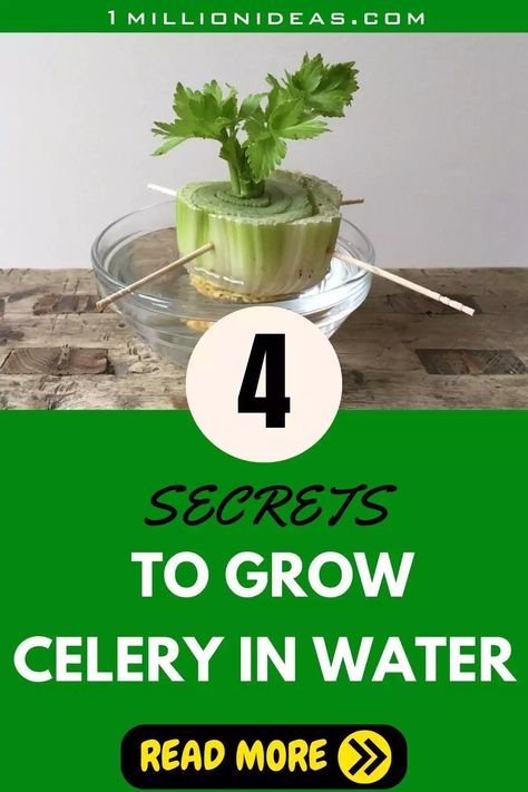 4 Secrets To Grow Your Own Celery In Water At Home Grow Celery From Stalk Indoors, How To Regrow Celery In Water, Grow Celery From Stalk, Planting Celery, Regrowing Celery, How To Grow Celery, Regrow Celery, Grow Celery, Gardening Veggies