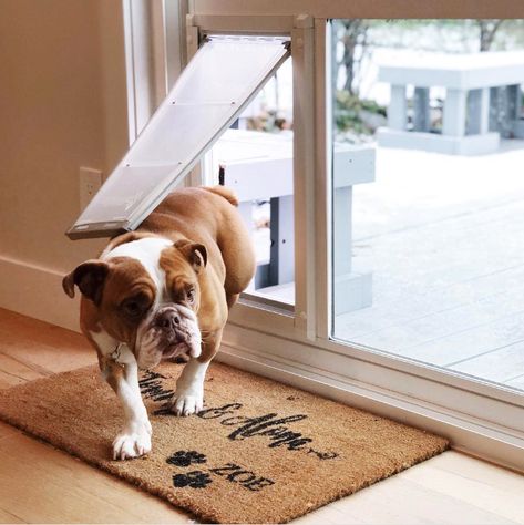 25+ Stylish Dog Door Ideas For The Discerning Pet Owner - Hey, Djangles. Exterior Doors With Doggie Doors, Dog Door Ideas, Diy Doggie Door, Best Dog Door, Mudroom Addition, Cat Doors, Dog Doors, Pure Breed Dogs, Doors Diy