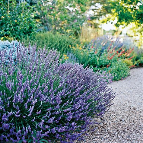 as an option for people to have their picnics immersed in lavender but doubles for use in teas or some recipes. Perfect! Boxwood And Grasses Landscaping, Garden Gadgets, Drought Tolerant Perennials, Drought Tolerant Garden, Colorado Landscape, Drought Tolerant Landscape, Creative Landscape, Backyard Landscape, Garden Area