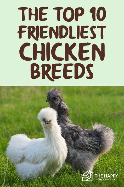 Wondering what are the friendliest chicken breeds. In this article we share the top 10 and information about each one. Chickens Backyard Breeds, Best Chicken Breeds, Sussex Chicken, Easter Egger Chicken, Wyandotte Chicken, Polish Chicken, Bantam Chickens, Backyard Chicken Farming, Raising Backyard Chickens