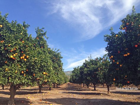 Creativity Room, Orange Farm, Orange Groves, Calm Art, Orange Trees, Abstract Watercolor Landscape, Orange Grove, Dream Land, Watercolor Paintings Easy