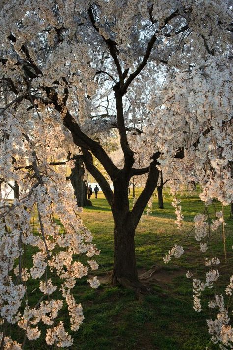 Magnolia Tree Types, White Blossom Tree, White Flowering Trees, Tulip Magnolia, Flowering Cherry Tree, Hgtv Garden, Cherry Blossom Festival, Blooming Trees, Spring Pictures