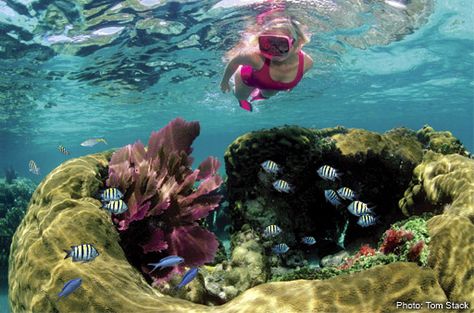 I would like to do this one day! I think it would be amazing! Key Largo Snorkeling, Bluegreen Vacations, Travel Key West, Key Largo Florida, Key West Vacations, Usa Roadtrip, Florida Adventures, Best Snorkeling, Key West Florida