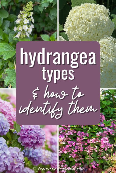 Find out all the different types of Hydrangeas, how to identify them, whether they bloom on old wood vs new wood, and their growth habits. Hydrangea Types, Hydrangea Plant Care, When To Prune Hydrangeas, Hardy Hydrangea, French Hydrangea, Hydrangea Serrata, Hydrangea Landscaping, Big Leaf Hydrangea, Types Of Hydrangeas