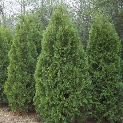 Evergreen Privacy Screens - This Old House Green Giant Arborvitae, Thuja Green Giant, Giant Arborvitae, Cypress Mulch, Emerald Green Arborvitae, Fast Growing Shrubs, Leyland Cypress, Arborvitae Tree, Thuja Occidentalis