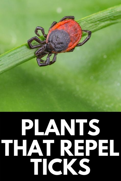 Plants That Repel Ticks, How To Repel Flies, Repel Flies, Natural Tick Repellent, Insect Repellent Plants, Plants That Repel Bugs, Tick Repellent, Natural Mosquito Repellant, Garden Remedies