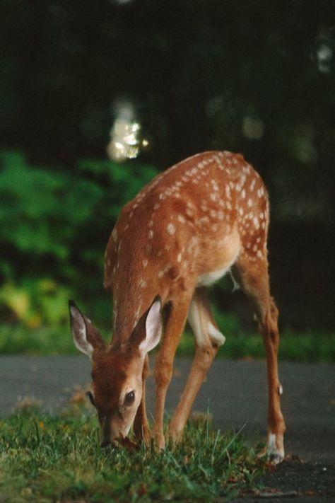 Deer Deterent, Lock Screen Iphone, Desktop Wallpapers Hd, Deer Photography, Deer Wallpaper, Iphone Lock Screen, Deer Drawing, Fawns Deer, Screen Iphone