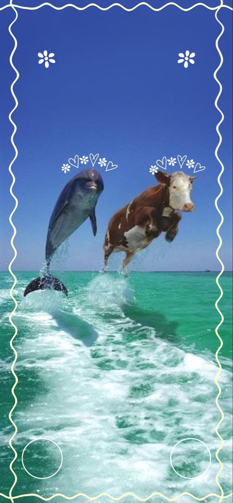 Cow And Dolphin, Dolphin Wallpaper Iphone, Iphone 13 Lockscreen, Dolphin Wallpaper, Ocean Iphone, Cute Cow, Cute Cows, Wallpaper Iphone, Dolphins