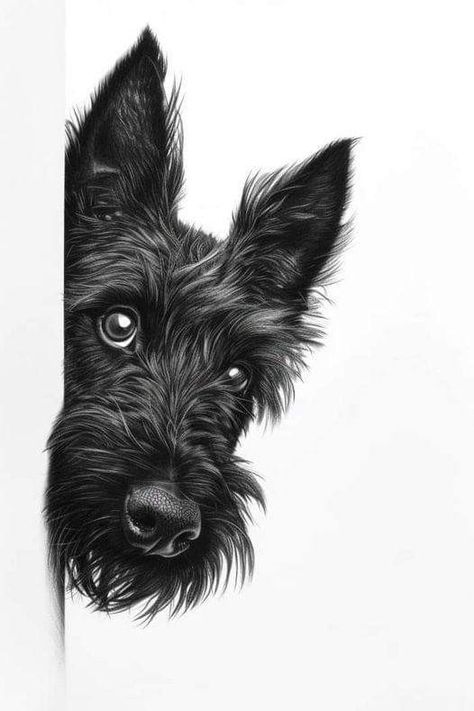 Scottie Tattoo, Scottish Terrier Drawing, Scottish Terrier Tattoo, Scottie Dog Crafts, Schnauzer Drawing, Scottie Puppies, Scottish Terrier Puppy, Black Schnauzer, Schnauzer Grooming