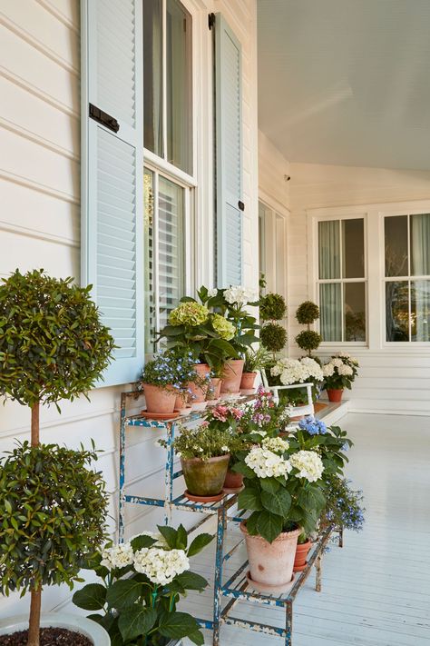 Cute Shelves, Small Back Porches, Small Garden Bench, Light Blue Houses, Hydrangea Potted, Big Leaf Hydrangea, Outdoor Backdrops, Smooth Hydrangea, Green Shutters