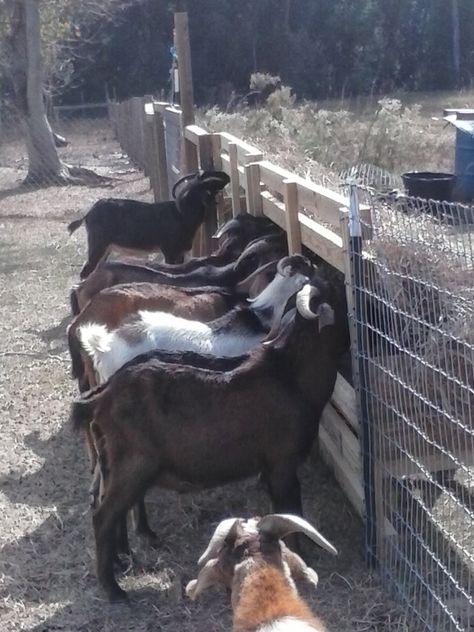 Challenged Survival: The Best Hay Feeder for Goats in the World! Hay Feeder For Goats, Goat Yard, Goat Feeders, Goat Hay Feeder, Goat Fence, Goat Feeder, Horse Pasture, Goat Shelter, Goat Pen