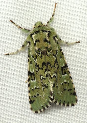 Such a beautiful, licheny green to this moth, known as The Joker (Feralia jocosa). I haven't been able to figure out the story behind the common name. I know jocosa means "playful" but this species never seems particularly playful when I encounter it (in fact specimens seem docile and stay quite still) :-). Maybe someone else out there knows? Moth Cecropia, Cecropia Moth Caterpillar, Cecropia Moth, Green Bug, Types Of Insects, Lycaenidae Butterfly, Southern Flannel Moth Caterpillar, Cool Insects, Moth Caterpillar