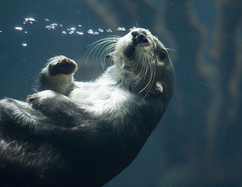 Sea Otter Underwater | Sea Otter Underwater | Flickr - Photo Sharing! Frozen Planet, Otter Art, Otter Love, Sea Otters, Fun Pics, Underwater Animals, Water Animals, Funny Animal Photos, Underwater Creatures