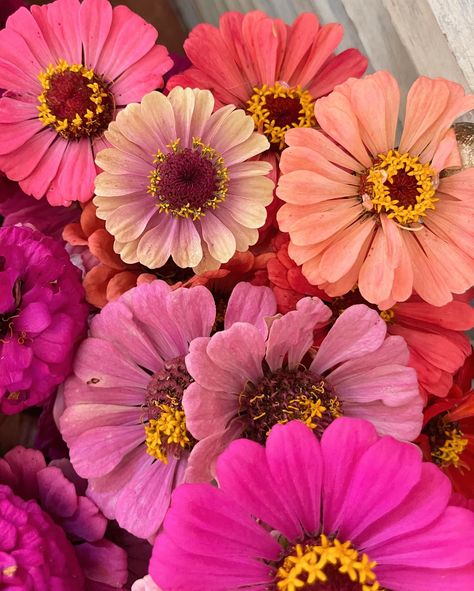 The zinnias give off such a beautiful colour and I find I have come to rely on them more in designing for that bringing colour element. They just have such a variety of vibrant colours that are unmatched in the field These are also so easy to grow and give you an abundance of flowers as they are prolific producers Zinnias Aesthetic, Bright Flowers Aesthetic, Zinnia Garden, Zinnia Flower, Zinnia Flowers, Flowers Aesthetic, Bright Flowers, Flower Field, Vibrant Colours