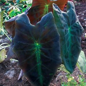 Colocasia | Fine Gardening Colocasia Black Beauty, Interior Greenery, Black Elephant Ears, Colocasia Esculenta, Bushes And Shrubs, Elephant Ear Plant, Purple Elephant, Flower Pot Design, Small Patio Garden