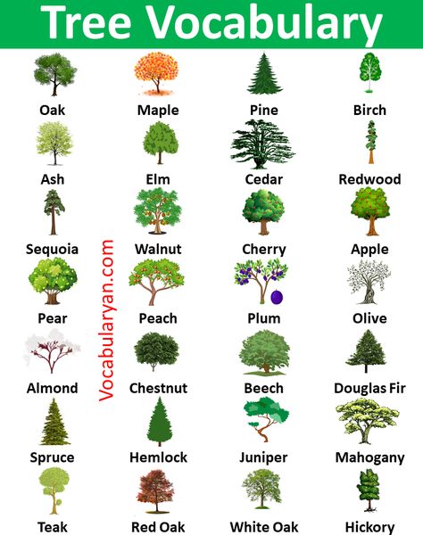 Tree Types Chart, Tree Names Nature, Plants Name With Pictures, Flowers Vocabulary, Trees Name In English, Tree Knowledge, Type Of Trees, Nature Vocabulary, Trees Types