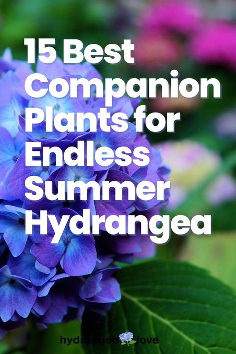 Love your Endless Summer hydrangeas but need ideas for what to plant with them? Here are the best companion plants for Endless Summer hydrangea! Hydrangea Border Design, Hydrangea Endless Summer, Endless Summer Hydrangea Landscaping, Plants With Hydrangeas, Companion Plants For Hydrangeas, Hydrengas Garden Ideas, Blue Hydrangea Garden, Lavender Garden Ideas, What To Plant With Hydrangeas