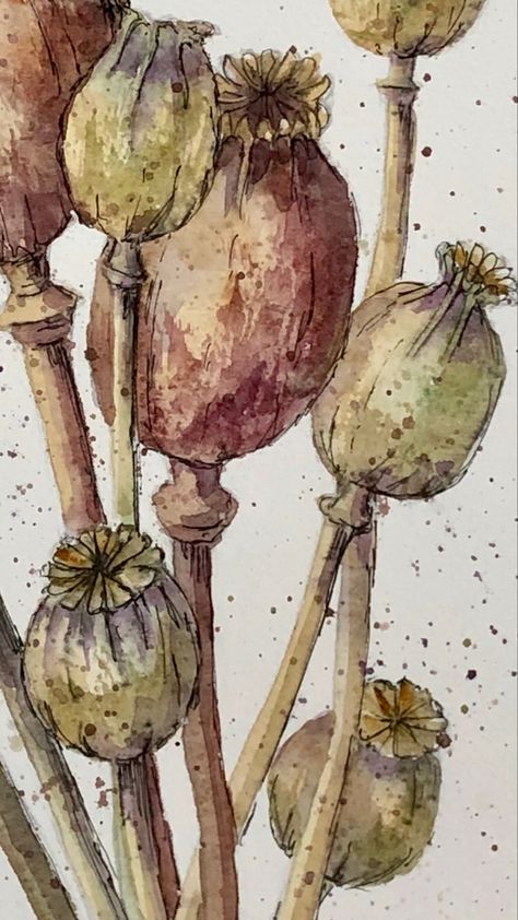 Watercolour Poppy, Mixed Media Nature, Seed Heads, Watercolour Ink, Watercolour Inspiration, Diy Watercolor Painting, Abstract Watercolor Art, Watercolor Flower Art, Watercolor Painting Techniques