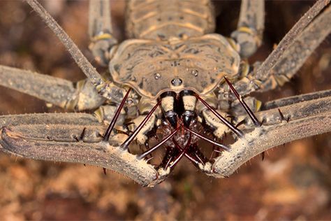 Spider Mouth, Whip Spider, Spider Face, Dragon Artwork Fantasy, Animal Reference, Praying Mantis, Creepy Crawlies, Arthropods, Arachnids