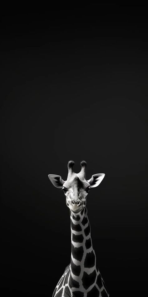 Safari Background Iphone, Giraffe Wallpaper Iphone, Black And White Iphone Wallpaper, Giraffe Black And White, White Iphone Wallpaper, Giraffe Wallpaper, Giraffe Photography, Black And White Wallpaper Iphone, Animal Photography Wildlife