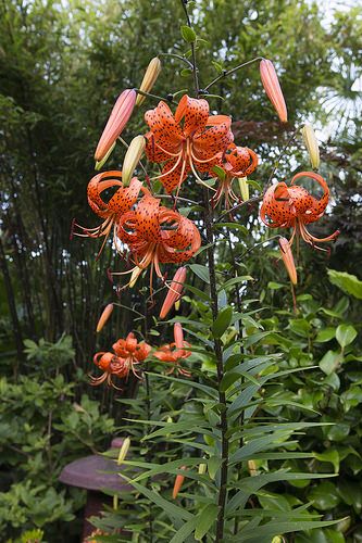 Turk's Cap Tiger Lilies in the middle garden White Lily Flower Aesthetic, Tiger Lily Plant, Wild Tiger Lily, Four Seasons Garden, Tiger Lily Flowers, Lily Flower Tattoos, Flower Gardening Ideas, White Lily Flower, Tiger Lilies